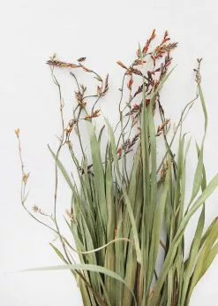 Afloral Dried Orchid Grass With Orange Buds - 22-28