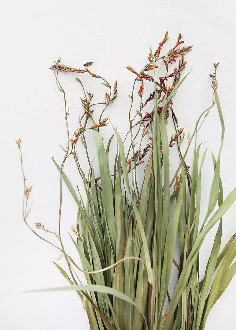 Afloral Dried Orchid Grass With Orange Buds - 22-28" Dried Flowers