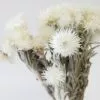 Afloral Natural White Dried Everlasting Daisies - 12-15" Dried Flowers