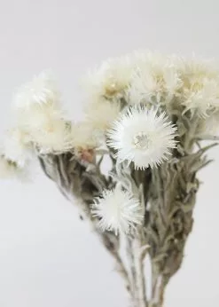 Afloral Natural White Dried Everlasting Daisies - 12-15" Dried Flowers