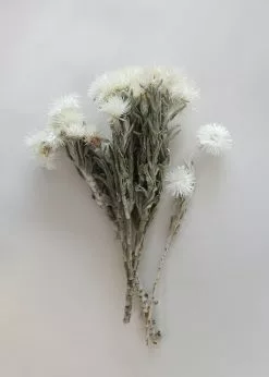 Afloral Natural White Dried Everlasting Daisies - 12-15" Dried Flowers