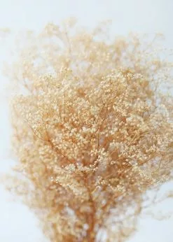 Afloral Dried Flowers Preserved Natural Gypsophila Flowers - 10-28"