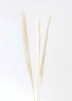 Afloral Bundle Of 3 Natural Skinny Pampas Grass - 38-42" Dried Flowers