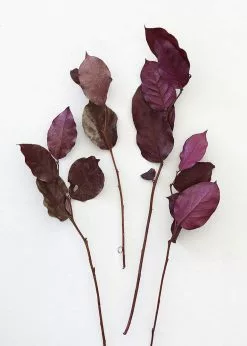 Afloral Dried Flowers Purple Preserved Salal Leaves - 12-20