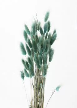 Afloral Sea Blue Dried Bunny Tails - 22-30