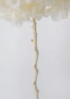 Afloral Large Petal Preserved Hydrangea In Cream - 22-24