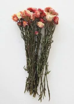 Afloral Dried Flowers Coral Dried Helichrysum Daisies - 15-22