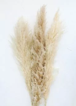 Afloral Bundle Of 3 Dried Natural Pampas Grass - 40-48