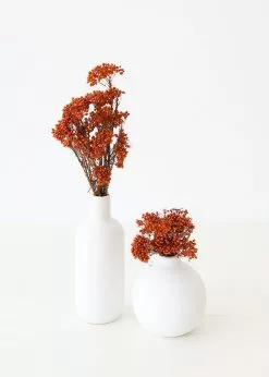 Afloral Dried Flowers Terracotta Preserved Rice Flower - 18-26"