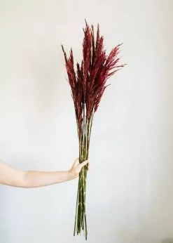 Afloral Dried Flowers Preserved Burgundy Plume Reed Grass - 36-40