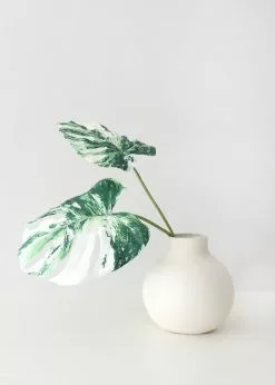 Afloral Artificial Plants Artificial Variegated Monstera Leaves - 2 Stem Bundle- 27-29"