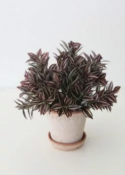 Afloral Mini Wandering Jew Pick - 11