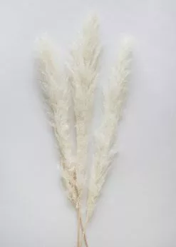 Afloral Bundle Of 3 Bleached Pampas Grass - 40-48"