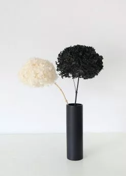 Afloral Dried Hydrangea In Cream - 22-24