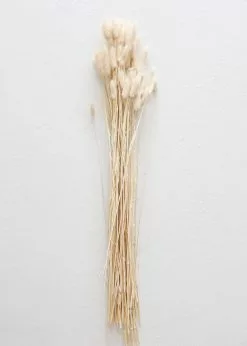 Afloral Natural Dried Bunny Tail - 18-28