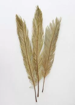 Afloral Bundle Of 3 Natural Cycas Palms - 30-36" Dried Flowers