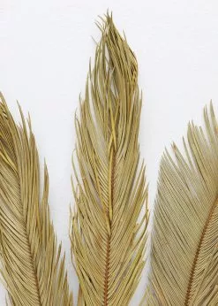 Afloral Bundle Of 3 Natural Cycas Palms - 30-36" Dried Flowers