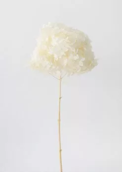 Afloral Dried Hydrangea In Cream - 22-24"