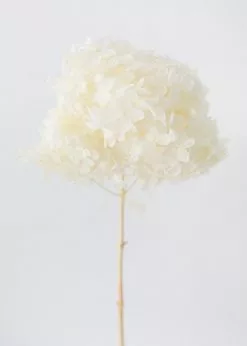 Afloral Dried Hydrangea In Cream - 22-24"