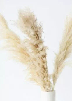 Afloral Bundle Of 3 Dried Natural Pampas Grass - 40-48