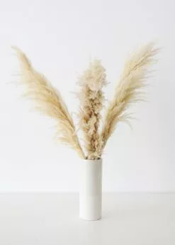 Afloral Bundle Of 3 Dried Natural Pampas Grass - 40-48"