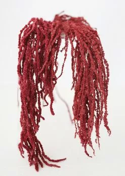 Afloral Burgundy Preserved Hanging Amaranthus - 32-40