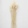 Afloral Dried Flowers Dried Petite Arrow Grass - 12"