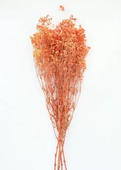 Afloral Orange Preserved Baby's Breath - 24-32" Dried Flowers