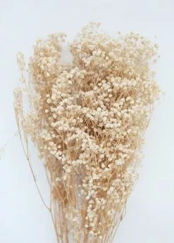 Afloral Dried Flowers Ivory Preserved Baby's Breath - 24-32"