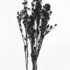 Afloral Dried Flowers Black Dried Eryngium Sea Holly Flowers - 15-22"