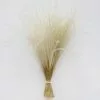 Afloral Off-White Ornamental Feather Grass - 8-12"