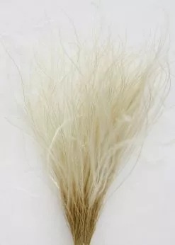 Afloral Off-White Ornamental Feather Grass - 8-12"