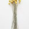 Afloral Bundle Of 25 Dried Craspedia Billy Buttons - 18-26"