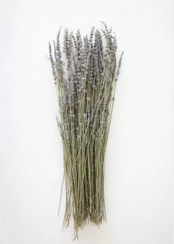 Afloral Dried Flowers Dried Lavender Wildflowers - 15-22"