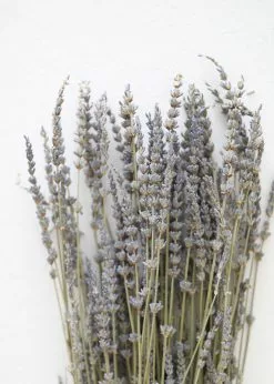 Afloral Dried Flowers Dried Lavender Wildflowers - 15-22"