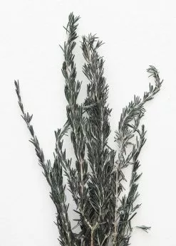 Afloral Dried Flowers Preserved Rosemary Greenery - 18-28"