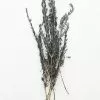 Afloral Dried Flowers Preserved Rosemary Greenery - 18-28"