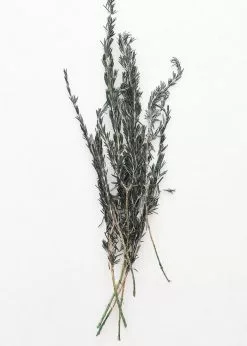 Afloral Dried Flowers Preserved Rosemary Greenery - 18-28"