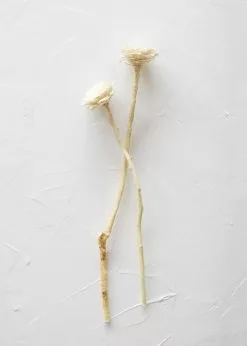 Afloral Bundle Of 2 Bleached Dried African Sunflowers - 12-15"