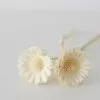 Afloral Bundle Of 2 Bleached Dried African Sunflowers - 12-15"