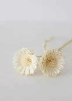 Afloral Bundle Of 2 Bleached Dried African Sunflowers - 12-15"