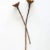 Afloral Bundle Of 2 Dried African Sunflowers - 12-15"