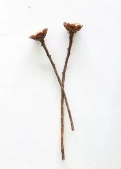 Afloral Bundle Of 2 Dried African Sunflowers - 12-15"