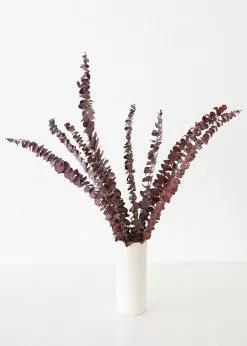 Afloral Dried Flowers Burgundy Preserved Spiral Eucalyptus - 17-24
