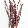 Afloral Dried Flowers Burgundy Preserved Spiral Eucalyptus - 17-24"