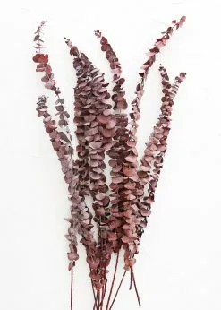 Afloral Dried Flowers Burgundy Preserved Spiral Eucalyptus - 17-24"