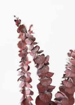 Afloral Dried Flowers Burgundy Preserved Spiral Eucalyptus - 17-24"
