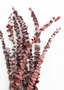 Afloral Dried Flowers Burgundy Preserved Spiral Eucalyptus - 17-24