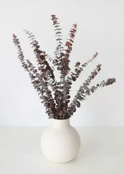 Afloral Preserved Frosted Brown Spiral Eucalyptus - 20-28" Dried Flowers
