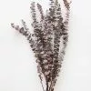 Afloral Preserved Frosted Brown Spiral Eucalyptus - 20-28" Dried Flowers